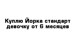 Куплю Йорка стандарт девочку от 6 месяцев 